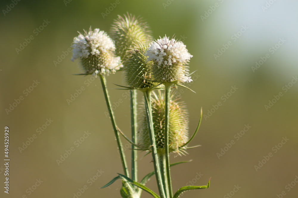 Closeup of cutleaf teasel flower and seeds with green blurred background