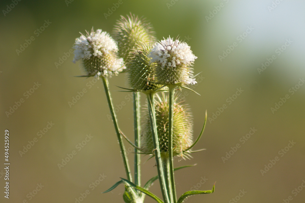 Closeup of cutleaf teasel flower and seeds with green blurred background Closeup of cutleaf teasel flower and seeds with green blurred background