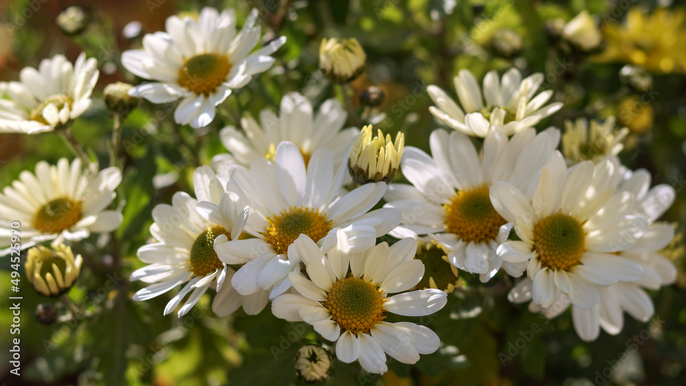 Camomile Daisy flowers on blurred green background. Garden white beautiful daisies  on a natural background. Flowering of daisies. Common daisy. Dog daisy. Gardening concept. Leucanthemum vulgare. 