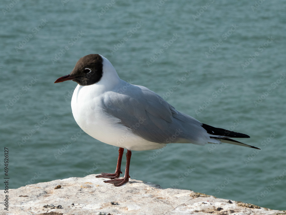 black headed gull perched on a stone post in the sea black headed gull perched on a stone post in the sea