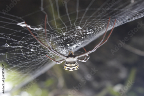 Argiope keyserlingi on a web on a blurry background photo