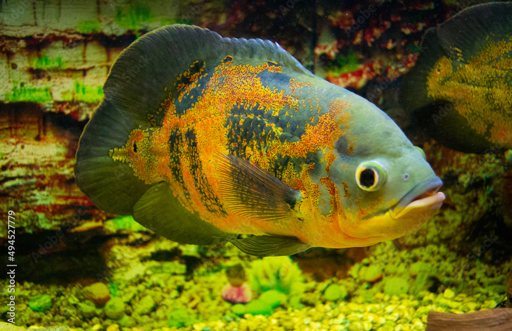 Astronotus ocellatus. Oscar fish (Astronotus ocellatus) swimming underwater
