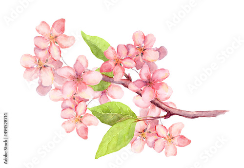 Branch of apple blossom, cherry tree flowers sakura . Vintage watercolor botanical illustration