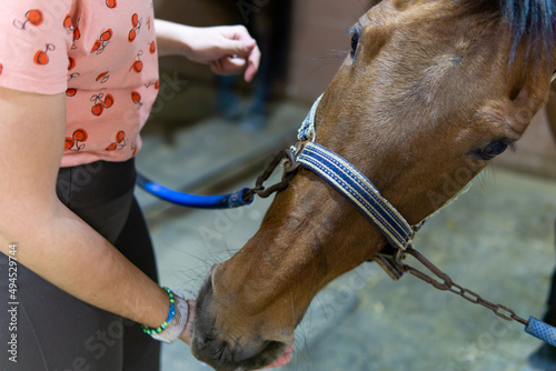 Fototapeta Naklejka Na Ścianę i Meble -  Close up of a jockey feeding a sugar cube to a horse in a stable