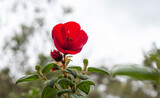Flor de siete cueros roja, planta nativa de los andes 