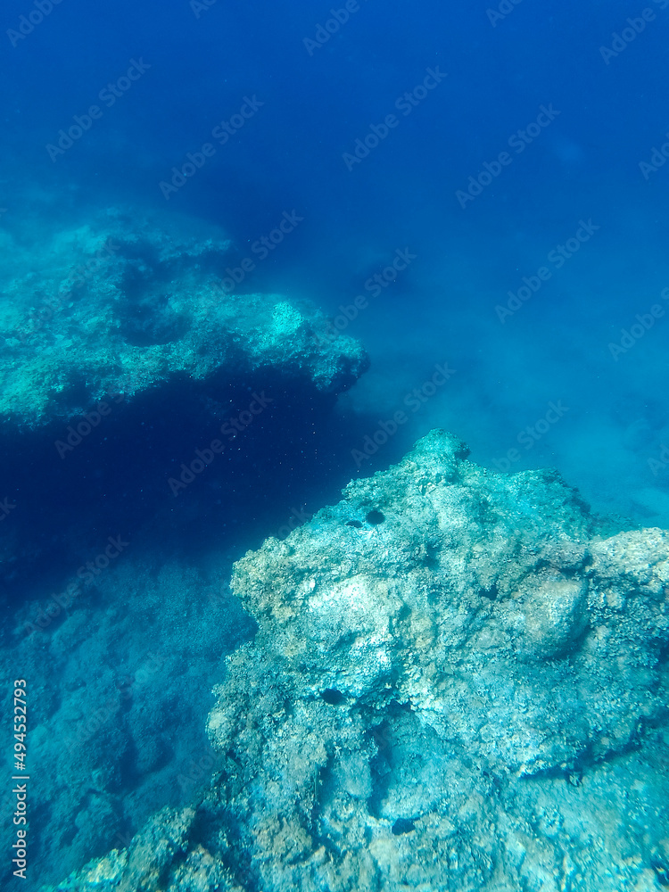 Fototapeta premium Underwater landscape with fishes and wildlife in the Adriatic Sea of Salento, Apulia Italy