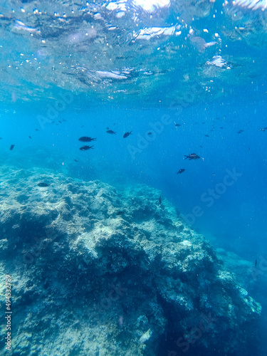 Underwater landscape with fishes and wildlife in the Adriatic Sea of Salento, Apulia Italy