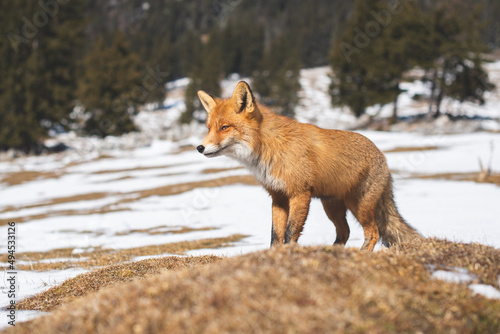 Portrait od red fox in winter