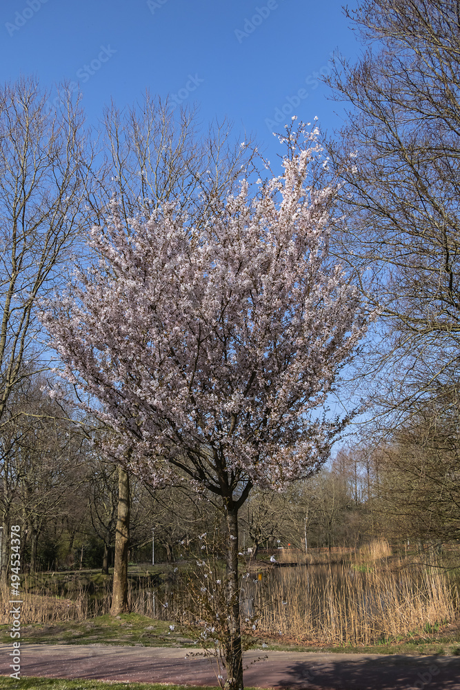 One of the nicest parks in Amsterdam - Public Beatrix Park (Beatrixpark) in early spring. Beatrixpark is part of the Amsterdam Zuidas area. Amsterdam, the Netherlands. One of the nicest parks in Amsterdam - Public Beatrix Park (Beatrixpark) in early spring. Beatrixpark is part of the Amsterdam Zuidas area. Amsterdam, the Netherlands.