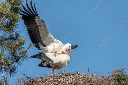 Couple of white stork (ciconia ciconia) in courtship display.