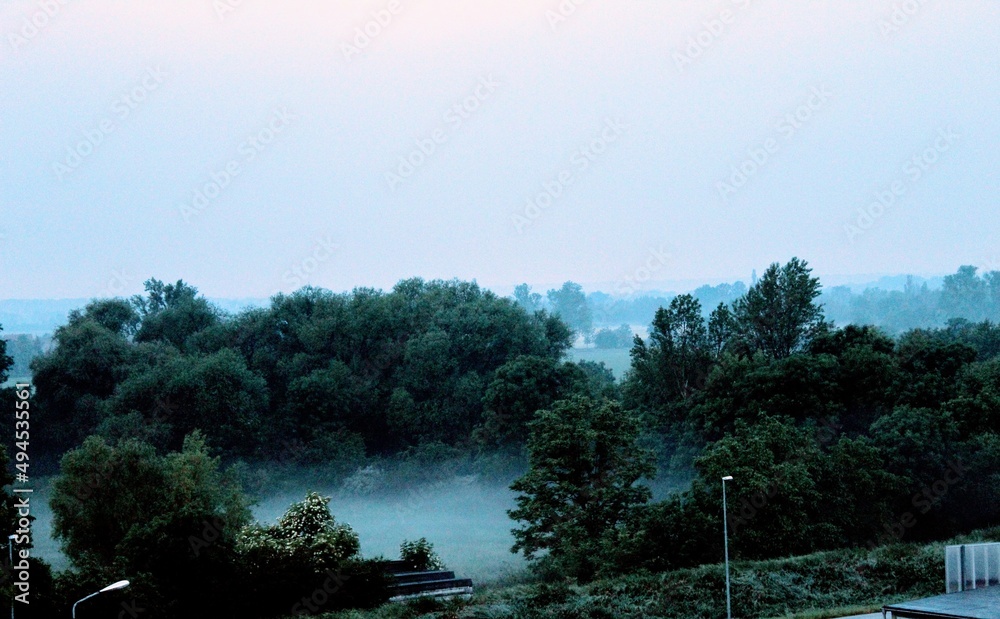 Obraz premium trees in the fog