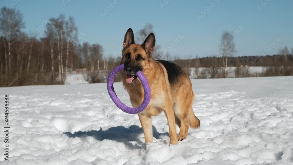 Black-and-red German Shepherd with toy ring in teeth stands in snow against background of blue sky and forest and looks ahead. Purebred beautiful dog wants to play. Black-and-red German Shepherd with toy ring in teeth stands in snow against background of blue sky and forest and looks ahead. Purebred beautiful dog wants to play.