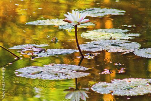 Nelumbo nucifera, also known as Indian lotus, sacred lotus, or simply lotus, is one of two extant species of aquatic plant in the family Nelumbonaceae.
