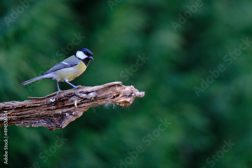 One of the most familiar birds in the parks and gardens of Europe, the great tit. This is perched on a branch. 