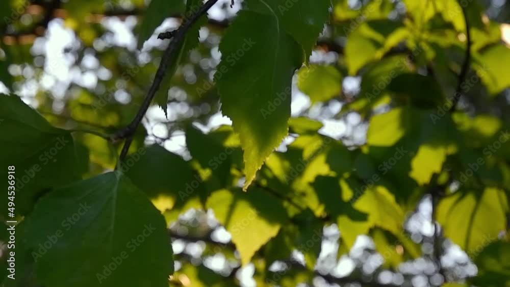 Leaves on birch branches, swaying in a light wind illuminated by the contoured sunlight, close-up Leaves on birch branches, swaying in a light wind illuminated by the contoured sunlight, close-up