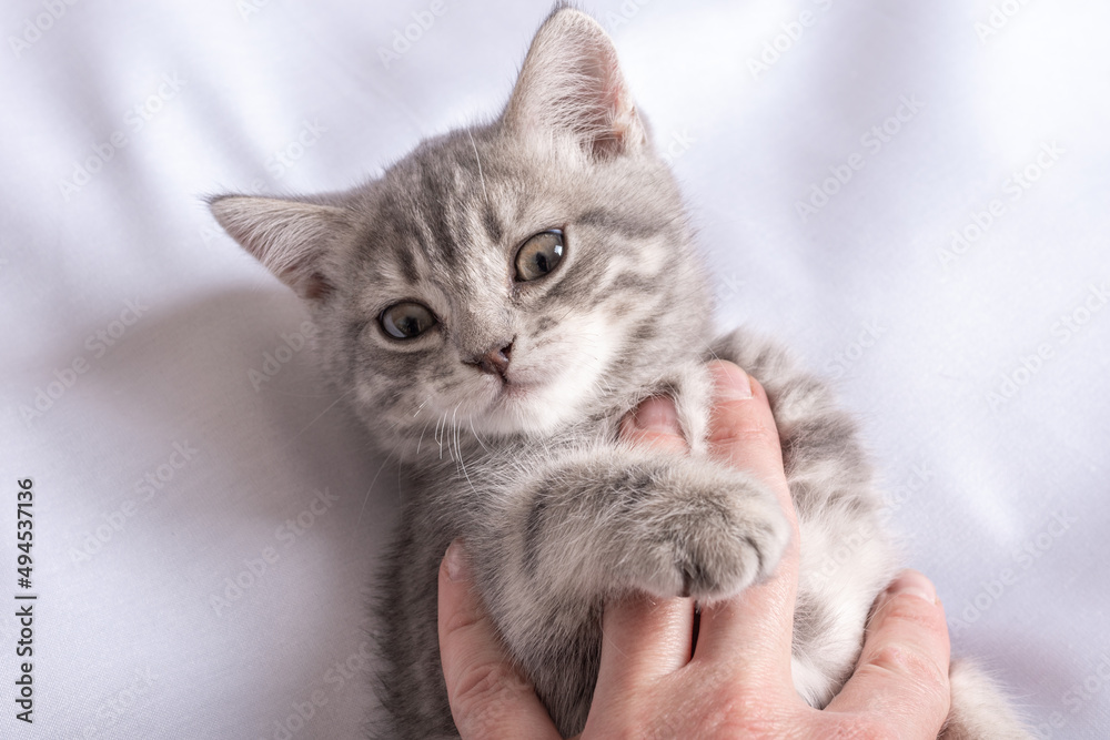 Gray striped little kitten in the hands of a man lying on a white blanket. A happy cat loves to be petted by a man. Curious little kitten looks at you