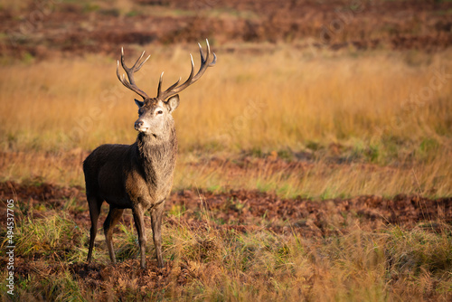 Red Male Stag Deer in Grassland