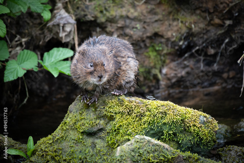 British Watervole sat on rock