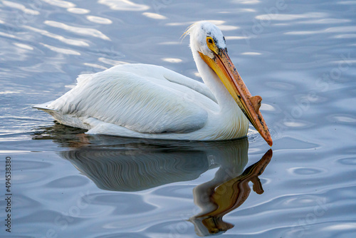 American white pelican in Northern Colorado
