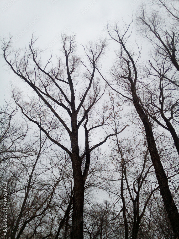 Beautiful relict trees in a willow grove against a cloudy winter sky. Beautiful relict trees in a willow grove against a cloudy winter sky.