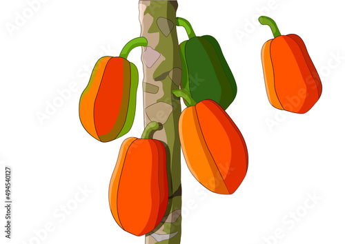 papaya fruit ripe and papaya tree isolated on white background illustration vector
