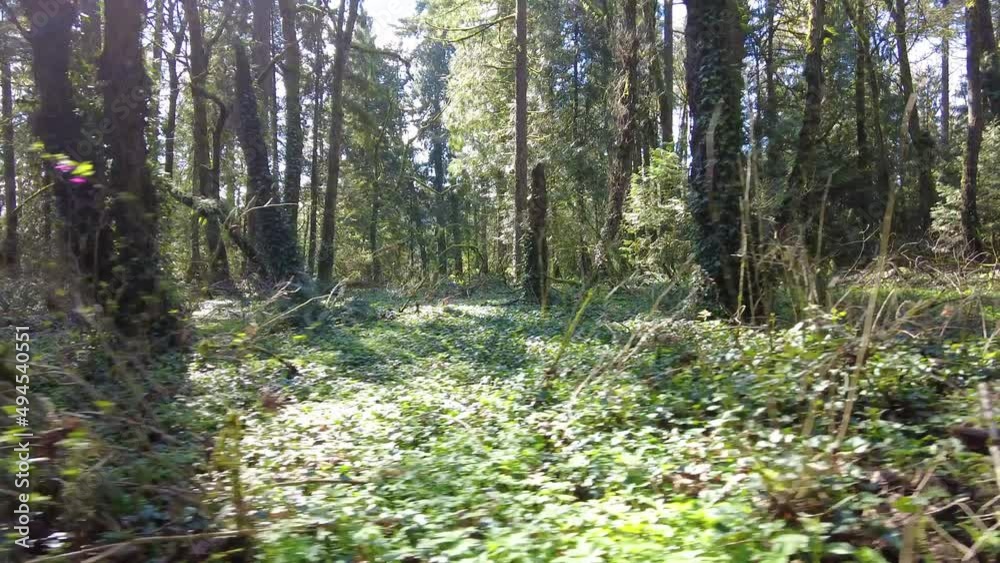 Bright sunlight shines through a green, temperate rainforest not far from Portland, Oregon. A wide variety of flora and fauna are supported in this unique type of lush, Pacific Northwest forest.