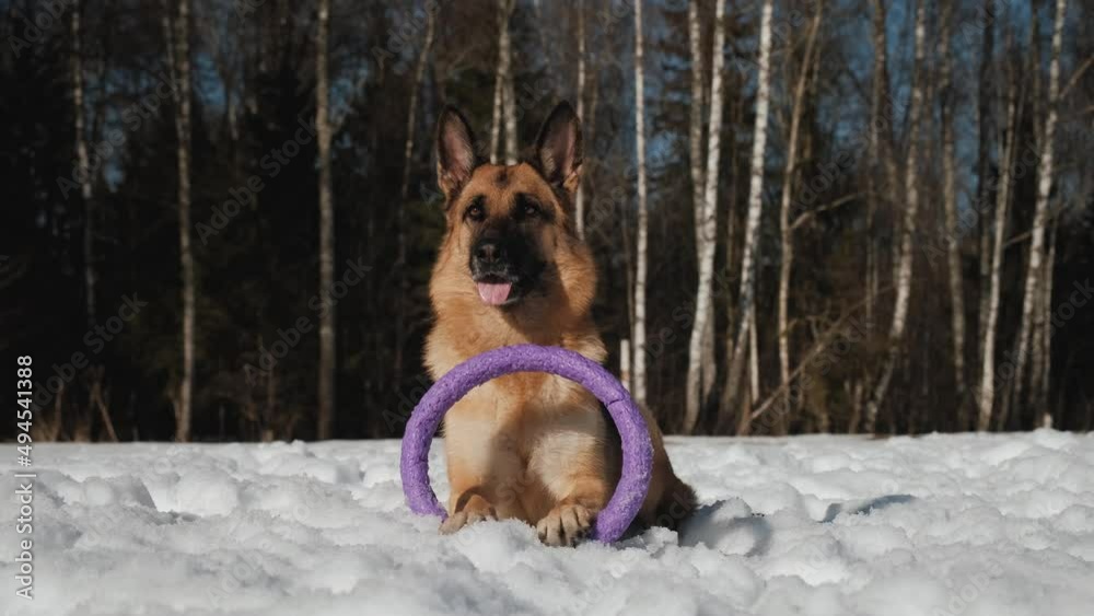 Black and red German Shepherd lies in snow on warm winter sunny day next to favorite toy with blue ring. Dog is calm and having fun outside. Takes toy in teeth and leaves.