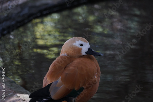 Obraz na płótnie Ruddy shelduck on a blurred background