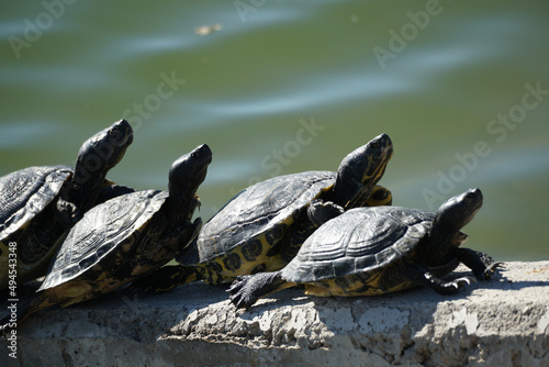 Bale of turtles on a stone surface in the water photo