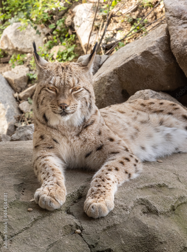 European lynx watches prey; lynx lynx. Karlsruhe, Germany, Europe European lynx watches prey; lynx lynx. Karlsruhe, Germany, Europe