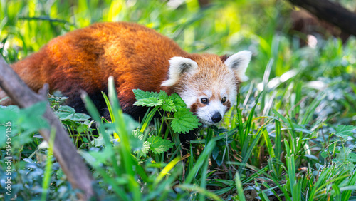 Closeup shot of the small red panda (Ailurus fulgens) in the grass at Blijdorp Rotterdam Zoo photo