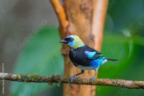 Selective of a Golden-hooded tanager (Stilpnia larvata) on a branch photo