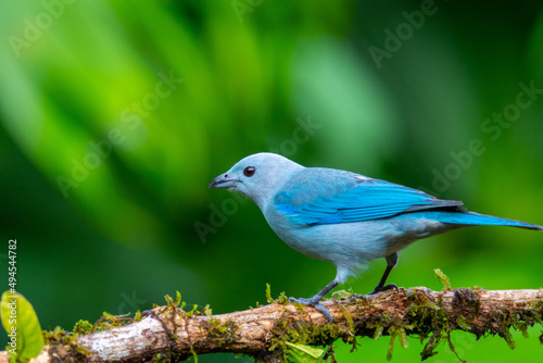 Selective of a blue-gray tanager (Thraupis episcopus) photo