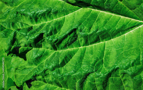 Closeup texture of vibrant green leaf under bright sunlight photo