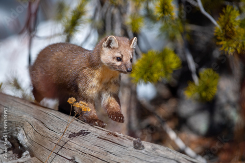 Selective of a marten in the Yellowstone National Park