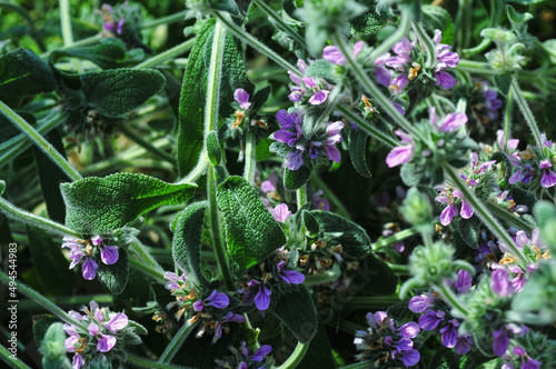 Closeup shot of beautiful Salvia mellifera or Black sage evergreen shrub under bright sunlight photo