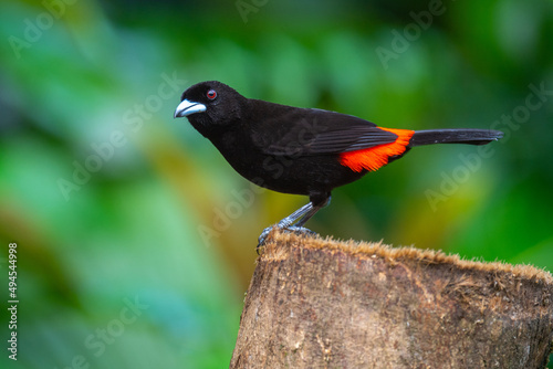 Selective of a Scarlet-rumped Tanager (Ramphocelus passerinii) on a trunk photo