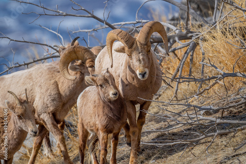 Selective of a snow sheep (Ovis nivicola) in a dry field photo