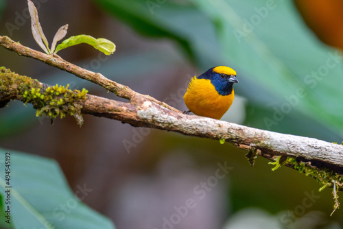 Selective of a Euphonias bird on a branch in Corcovado National Park, Costa Rica photo