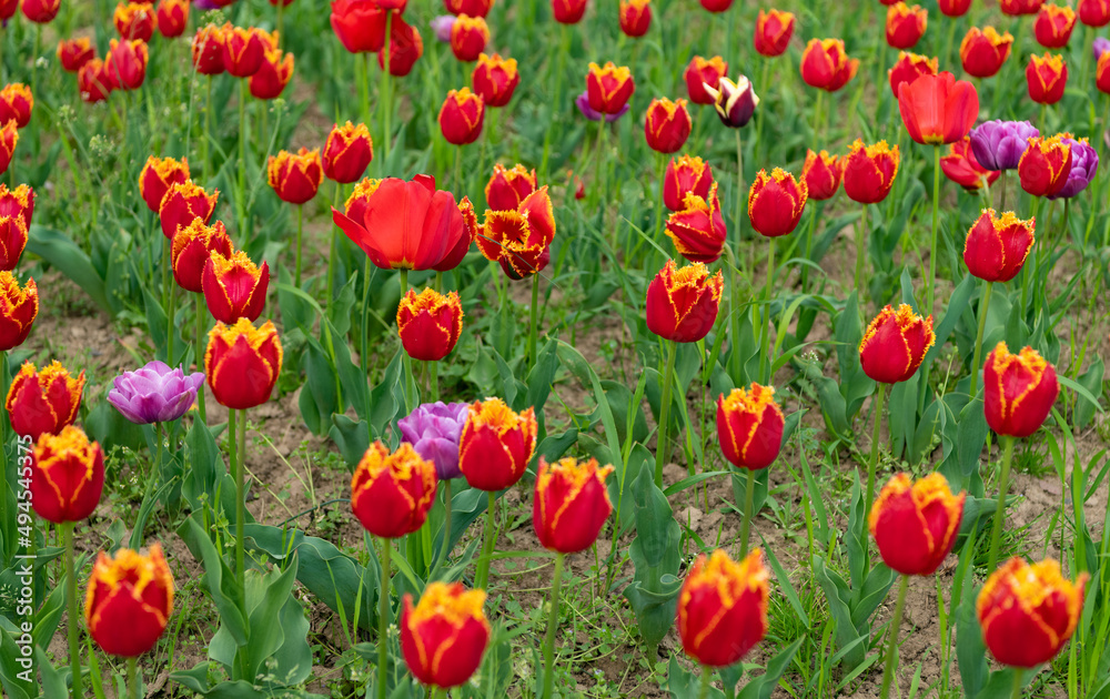 red flowers of fresh holland tulips in field. season red flowers of fresh holland tulips in field. season