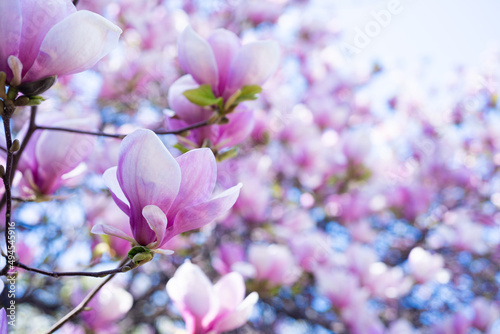 pink flowers of blooming magnolia tree in spring. selective focus