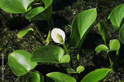 Closeup shot of beautiful white skunk cabbage or Lysichiton camtschatcensis flower in the garden photo