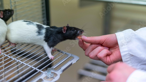 Closeup shot of the hand feeding the rat on the cage photo