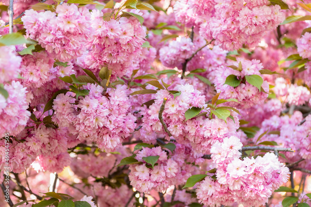 cherry blossoms. pink sakura flower on blooming spring tree