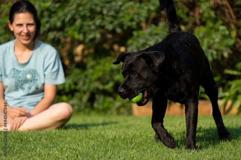 Large breed dog standing proud and loves playing with a ball, running up and down on lush green grass. Large breed dog standing proud and loves playing with a ball, running up and down on lush green grass.