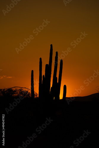 Atardecer desértico photo