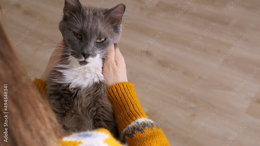 A gray fluffy cat in the hands of a woman is happy because the owner of the cat strokes his ears