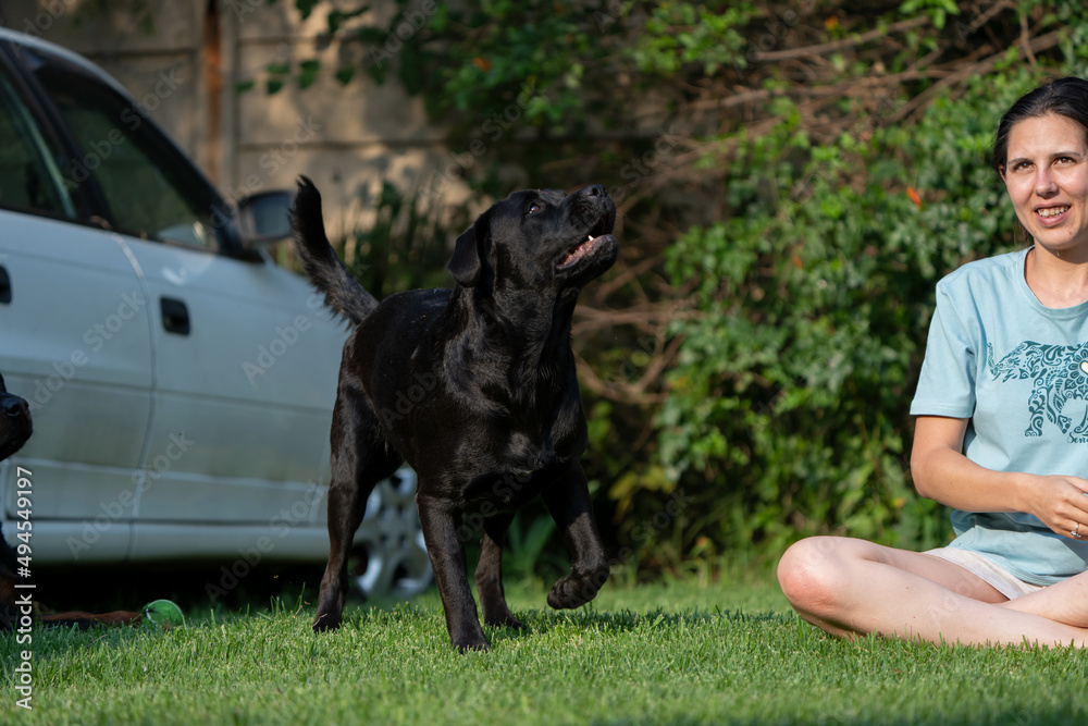 Adult Female playing with domestic pet dog Rottweiler with a ball and the dog is purely enjoying it. Jumping after the ball and pulling some funny faces in mid air Adult Female playing with domestic pet dog Rottweiler with a ball and the dog is purely enjoying it. Jumping after the ball and pulling some funny faces in mid air