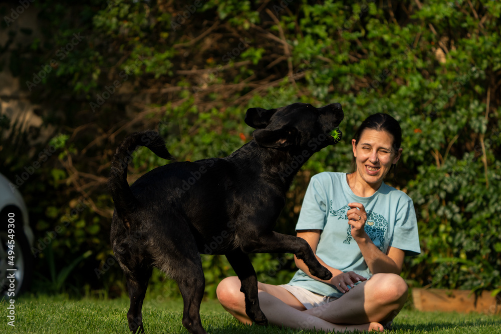 Adult Female playing with domestic pet dog Rottweiler with a ball and the dog is purely enjoying it. Jumping after the ball and pulling some funny faces in mid air Adult Female playing with domestic pet dog Rottweiler with a ball and the dog is purely enjoying it. Jumping after the ball and pulling some funny faces in mid air
