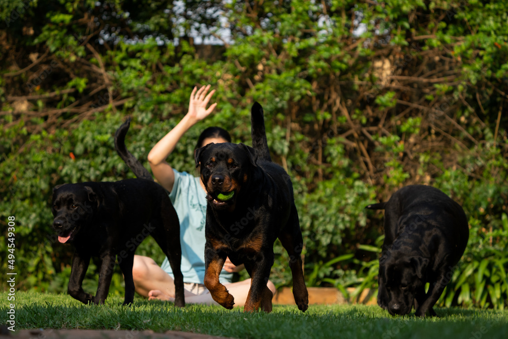 Adult Female playing with domestic pet dog Rottweiler with a ball and the dog is purely enjoying it. Jumping after the ball and pulling some funny faces in mid air Adult Female playing with domestic pet dog Rottweiler with a ball and the dog is purely enjoying it. Jumping after the ball and pulling some funny faces in mid air